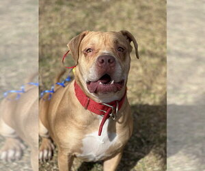 Spice - Female American Staffordshire Terrier-Unknown Mix Dog for Adoption - Photo #3