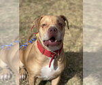 Small Photo #3 American Staffordshire Terrier-Unknown Mix Puppy For Sale in Phoenix, AZ, USA