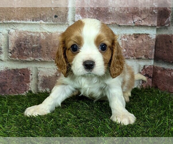 Medium Photo #3 Cavalier King Charles Spaniel Puppy For Sale in MOBERLY, MO, USA