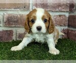 Small #2 Cavalier King Charles Spaniel
