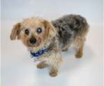 Small #1 Mutt