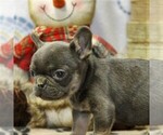 Small Photo #2 French Bulldog Puppy For Sale in DANVILLE, PA, USA