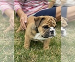 Small Photo #5 English Bulldog Puppy For Sale in WESTFIELD, IN, USA