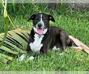 Lily Bahama Mama - Female Lab-Pointer Dog for Adoption - Photo #2