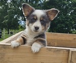 Small Pembroke Welsh Corgi