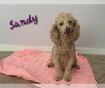 Small Photo #1 Poodle (Toy) Puppy For Sale in TUCSON, AZ, USA