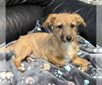 Small #2 Mutt