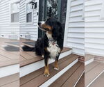 Small #5 Bernese Mountain Dog