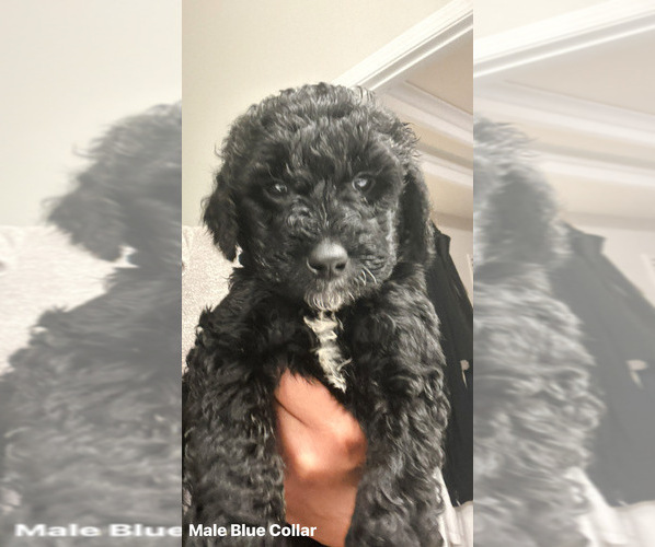 Medium Photo #10 Goldendoodle Puppy For Sale in LAWRENCEVILLE, GA, USA