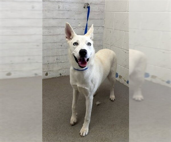 Medium Photo #1 Siberian Husky-Unknown Mix Puppy For Sale in San Bernardino, CA, USA