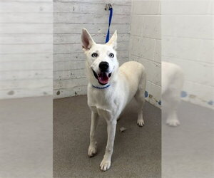 Siberian Husky-Unknown Mix Dogs for adoption in San Bernardino, CA, USA