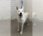 SNOWBALL - Female Siberian Husky-Unknown Mix Dog for Adoption - Small photo