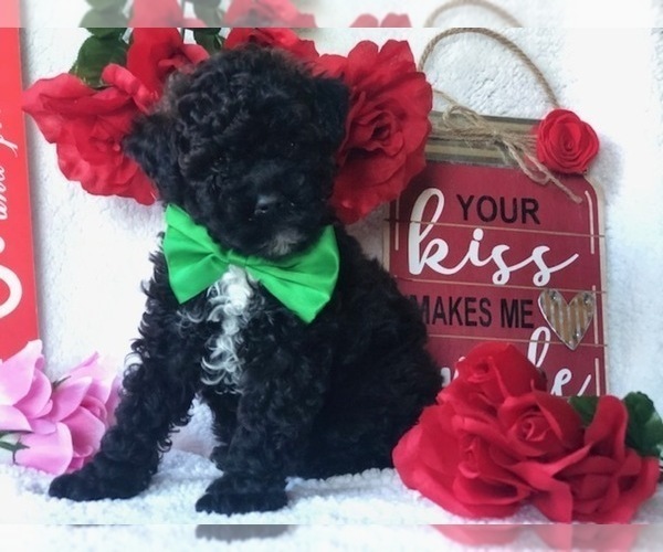 Medium Photo #6 Poodle (Miniature) Puppy For Sale in CLAY, PA, USA
