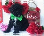 Small Photo #6 Poodle (Miniature) Puppy For Sale in CLAY, PA, USA