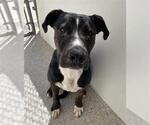 Small #1 American Pit Bull Terrier Mix
