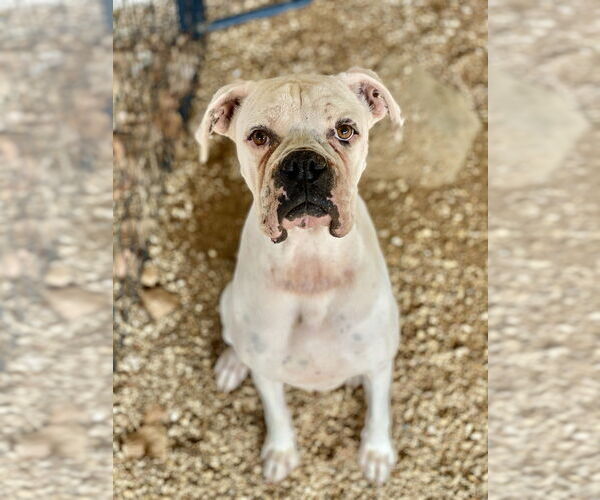 Medium Photo #2 Boxer Puppy For Sale in Austin, TX, USA