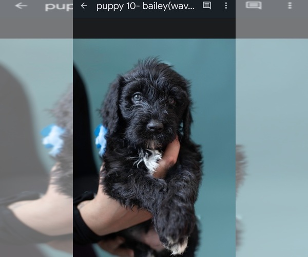 Medium Photo #3 Portuguese Water Dog Puppy For Sale in Guelph, Ontario, Canada
