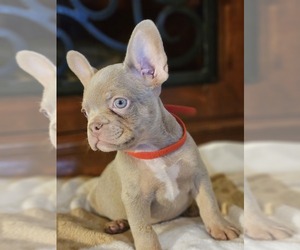 French Bulldog Puppy for Sale in BAYTOWN, Texas USA