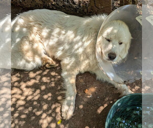 Medium Photo #3 Great Pyrenees Puppy For Sale in Rustburg, VA, USA