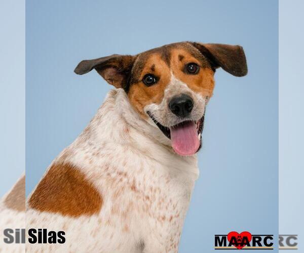 Medium Photo #5 Mutt Puppy For Sale in Maryville, TN, USA