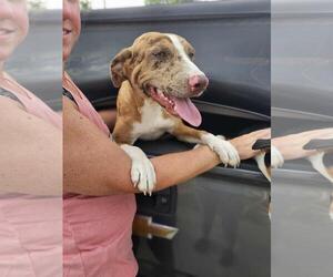 Catahoula Leopard Dog-Unknown Mix Dogs for adoption in Rockwall, TX, USA
