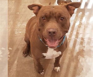 American Staffordshire Terrier-Unknown Mix Dogs for adoption in Cottonwood, AZ, USA