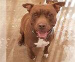 Small American Staffordshire Terrier Mix
