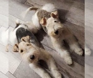 Father of the Wire Fox Terrier puppies born on 01/27/2023