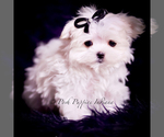 Small #2 Maltese