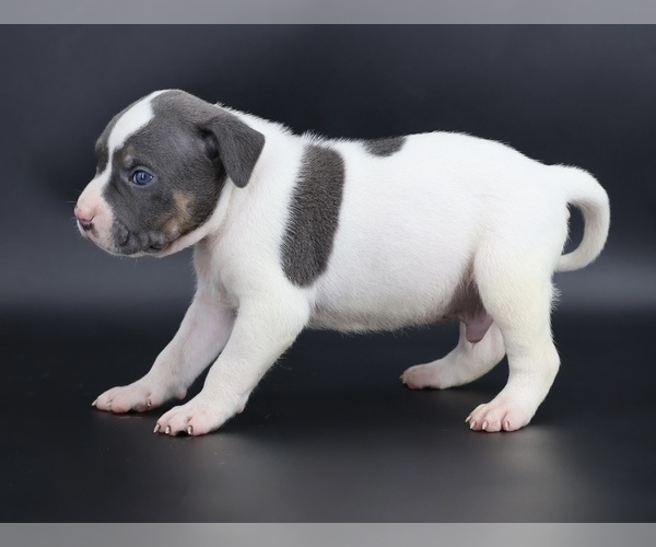 Medium Photo #2 American Bully Puppy For Sale in CHAMPAIGN, IL, USA