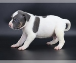 Small #1 American Bully
