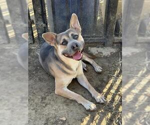 German Shepherd Dog Dogs for adoption in Riverside, CA, USA