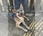 DICE - Male German Shepherd Dog Dog for Adoption - Small photo