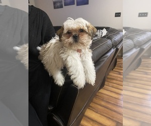 ShihPoo Puppy for sale in SCOTT, LA, USA