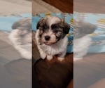 Small Photo #20 Morkie Puppy For Sale in JACKSONVILLE, FL, USA