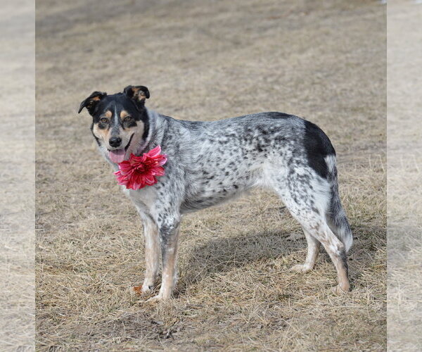 Medium Photo #11 Mutt Puppy For Sale in Gretna, NE, USA