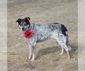 Squirrel - Female Mutt Dog for Adoption - Photo #11