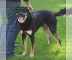 Small #3 German Shepherd Dog Mix