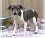 Small Rat Terrier