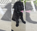 Puppy Clover Newfoundland