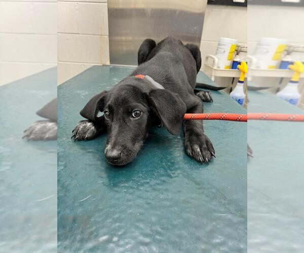 Medium Photo #1 Labrador Retriever-Unknown Mix Puppy For Sale in Mobile, AL, USA