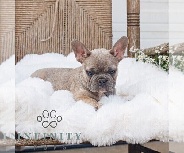 Medium Photo #1 French Bulldog Puppy For Sale in HONEY BROOK, PA, USA