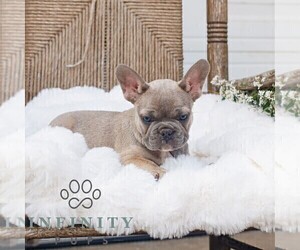 French Bulldog Puppy for sale in HONEY BROOK, PA, USA