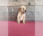 Small #6 Golden Retriever