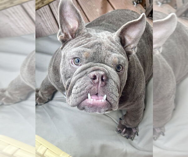 Medium Photo #1 American Bulldog Puppy For Sale in Brewster, NY, USA
