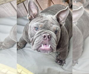 American Bulldog Dogs for adoption in Brewster, NY, USA