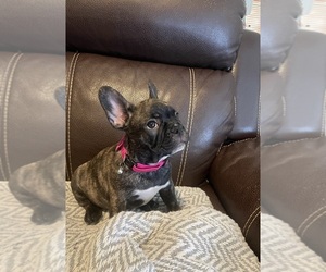 French Bulldog Puppy for sale in CALEXICO, CA, USA