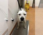 Small Mastiff Mix