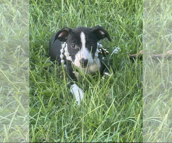 Medium Photo #8 Labrador Retriever-Unknown Mix Puppy For Sale in Oakhurst, NJ, USA