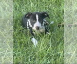 Small #7 Labrador Retriever Mix
